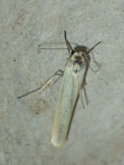 Eilema lutarella