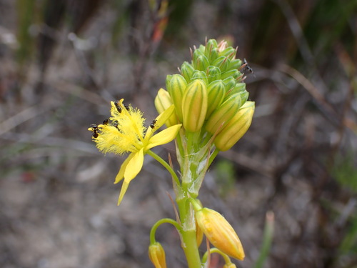 Bulbine lagopus