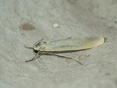 Eilema lutarella