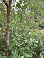 Crataegus lacrimata