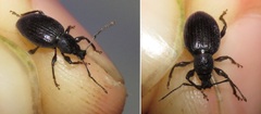 Otiorhynchus meridionalis