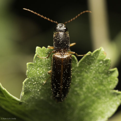 iNaturalist observation photo of Click Beetles