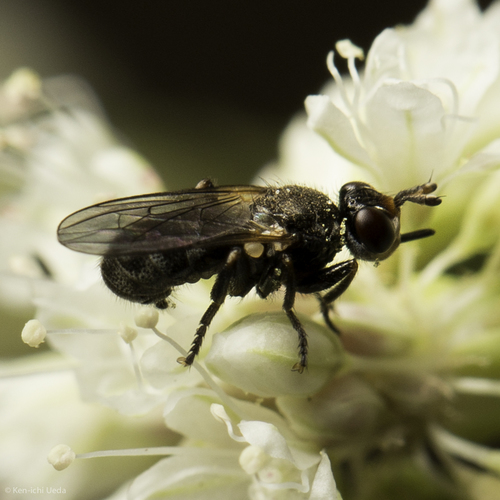iNaturalist observation photo of Thecophora