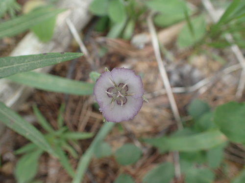 Naked mariposa lily (Calochortus nudus)