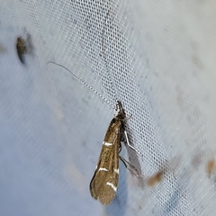 Athripsodes albifrons