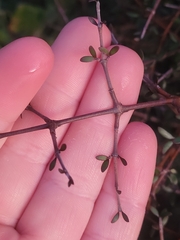 Coprosma crassifolia