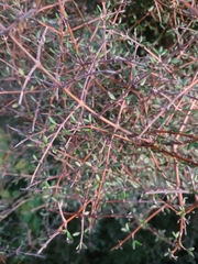 Coprosma crassifolia