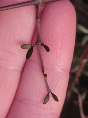 Coprosma crassifolia