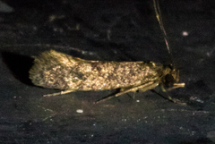 Haplotinea insectella