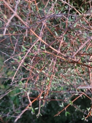 Coprosma crassifolia