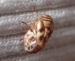 Clastoptera arborina
