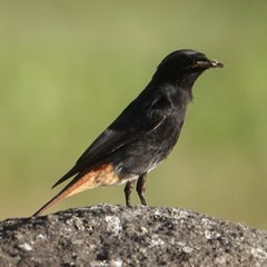 Phoenicurus ochruros