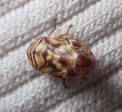 Clastoptera arborina