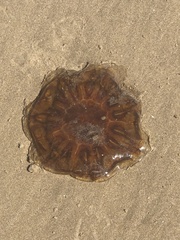 Cyanea capillata