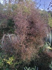 Coprosma crassifolia