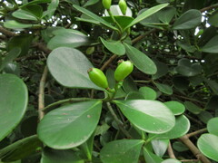 Clusia fluminensis