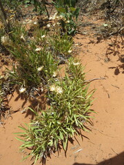 Stenotus armerioides