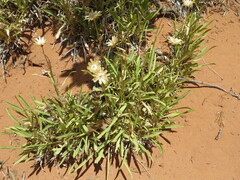 Stenotus armerioides