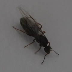 Lasius