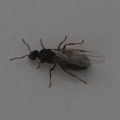 Lasius