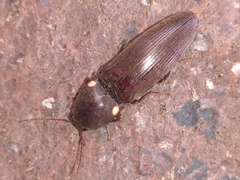 Deilelater physoderus