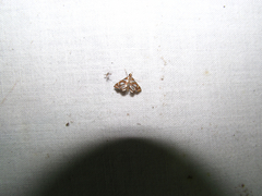 Chrysendeton medicinalis