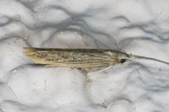 Coleophora quadruplex