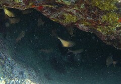 Pempheris rhomboidea