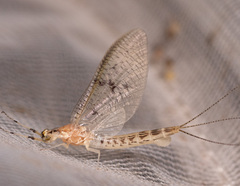 Ephemera blanda