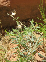 Stenotus armerioides