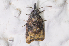 Platynota flavedana