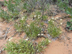 Stenotus armerioides