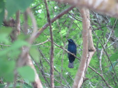 Cyanocompsa parellina indigotica