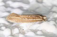 Ypsolopha sp-sw