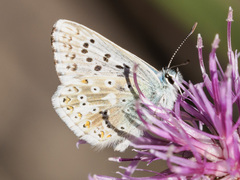 Polyommatus hispana