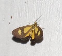 Phaeochlaena amazonica