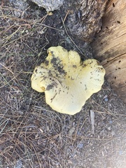 Buchwaldoboletus sphaerocephalus