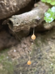 Theridiosoma