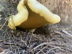 Buchwaldoboletus sphaerocephalus