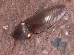 Deilelater physoderus