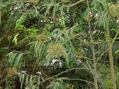 Vernonanthura polyanthes