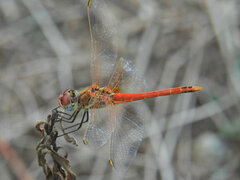Sympetrum fonscolombii