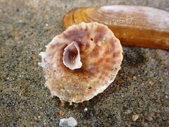 Crucibulum spinosum