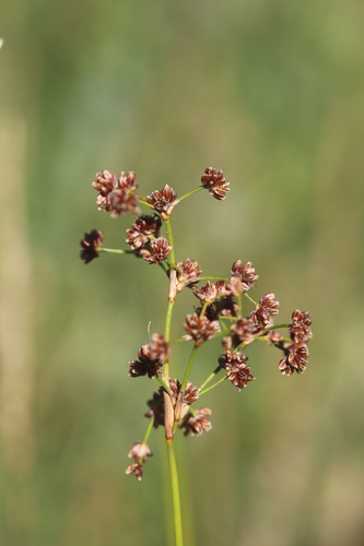 Image of Juncus subnodulosus by (c) Michel Langeveld, some rights reserved (CC BY)