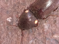 Deilelater physoderus