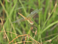 Sympetrum fonscolombii