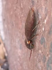 Deilelater physoderus