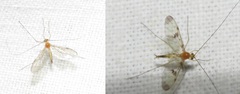 Macrocera phalerata