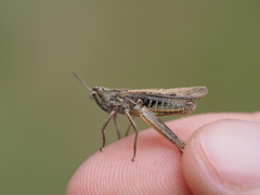 Chorthippus mollis