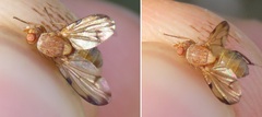 Minettia inusta